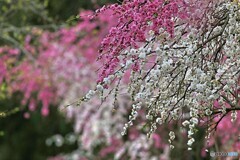 紅白に咲く垂れ桜