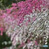 紅白に咲く垂れ桜