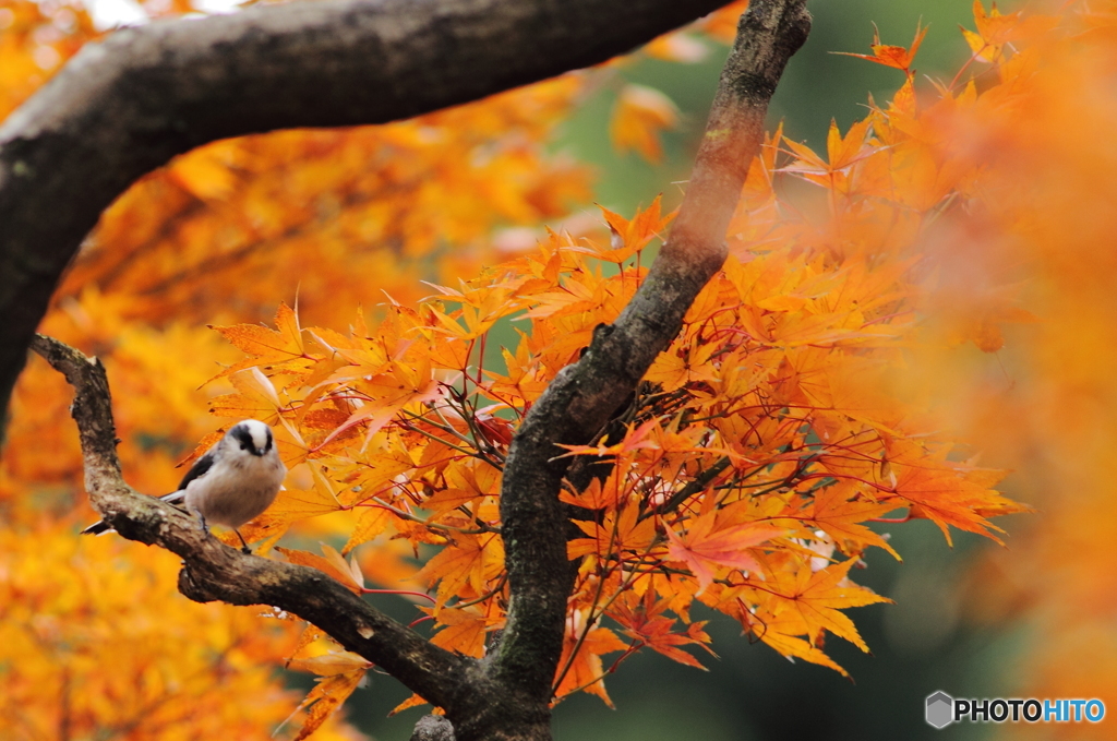 エナガと紅葉