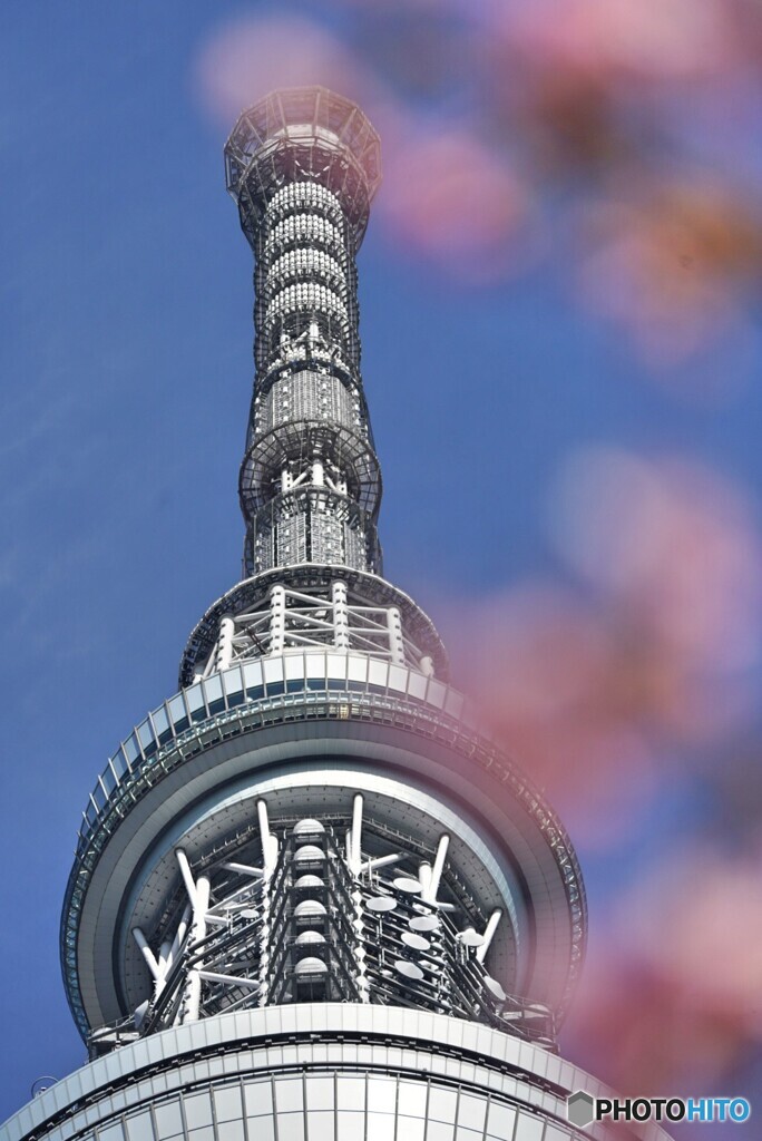 東京スカイツリーと河津桜