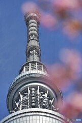 東京スカイツリーと河津桜