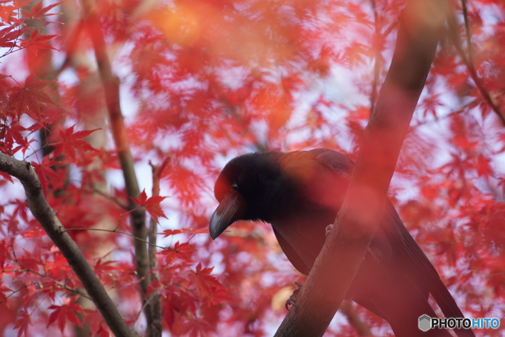 新宿御苑　紅葉狩り