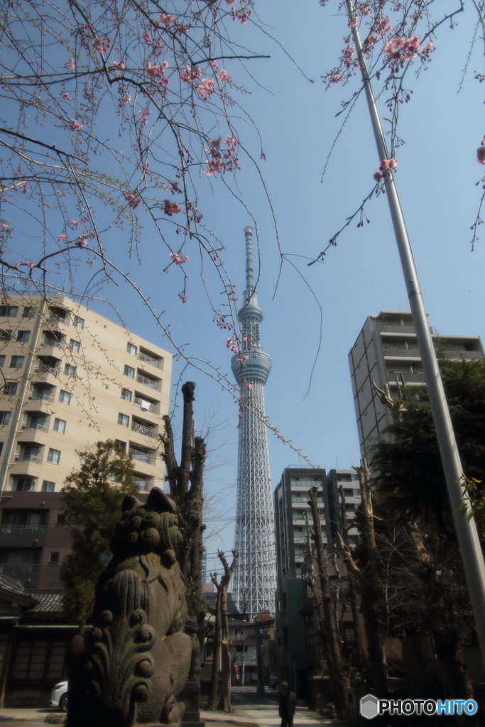 東京スカイツリーと垂れ桜に狛犬