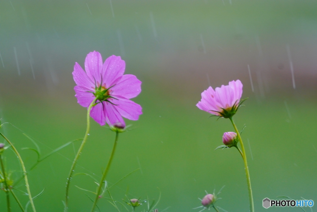 雨空と秋桜