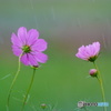 雨空と秋桜