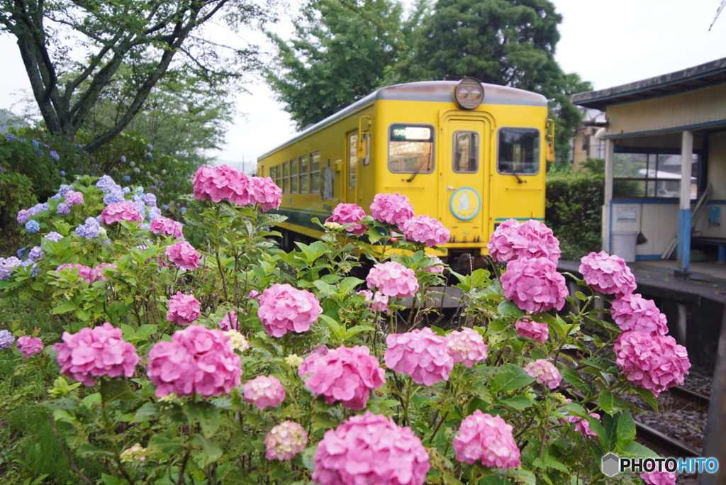 いすみ鉄道と紫陽花