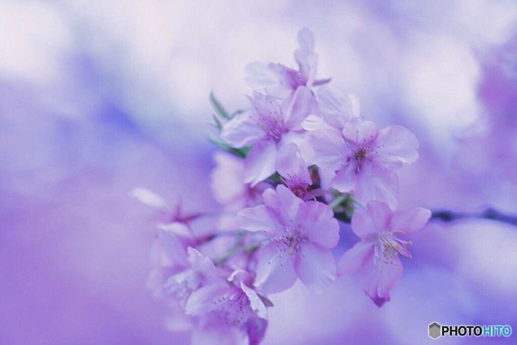 ローカル線に咲く、人気の桜