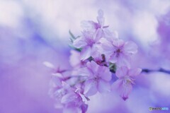 ローカル線に咲く、人気の桜