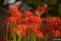 燃える曼珠沙華