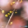 寒桜とロウバイ