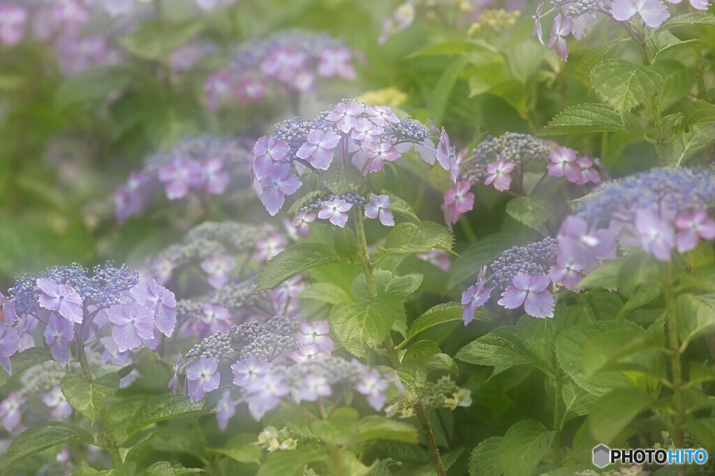 紫陽花の季節