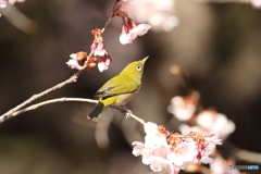 ホーホケキョとは鳴きませんね メジロは