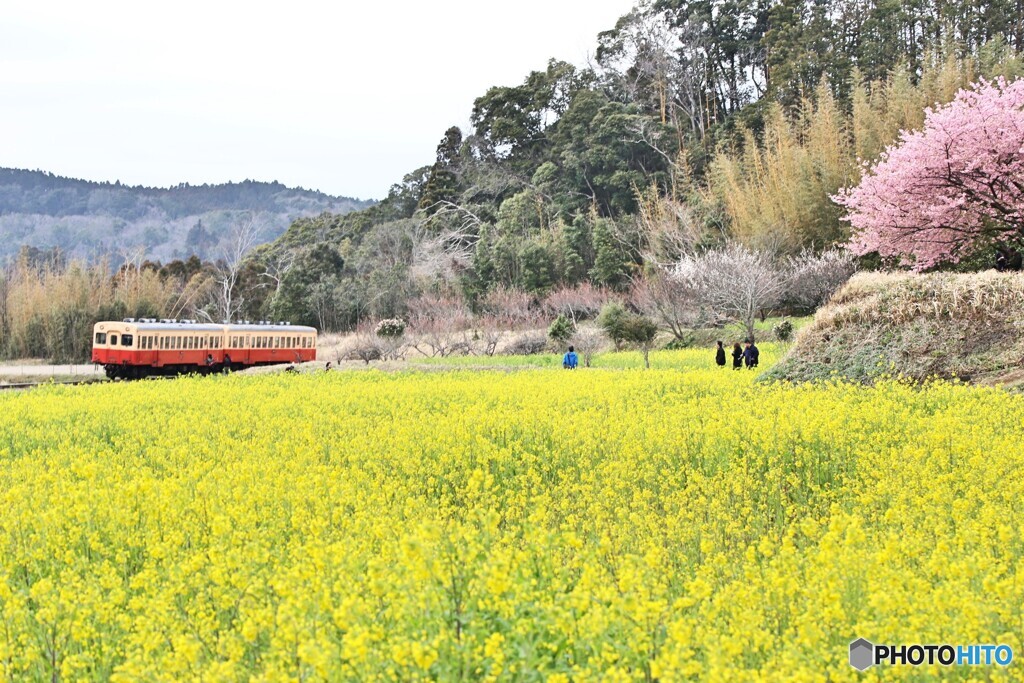 ローカル線に咲く、河津桜と菜の花