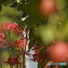 りんご園に咲く真っ赤な曼珠沙華