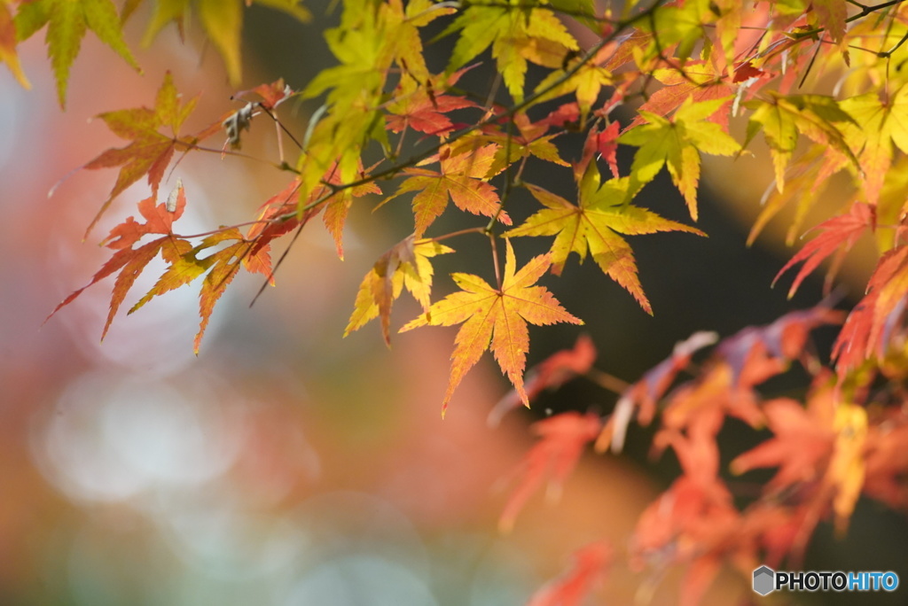 新宿御苑の紅葉