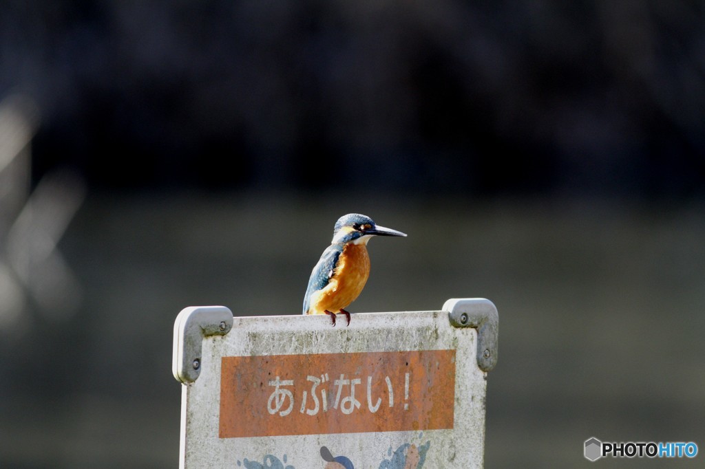 池のパトロール隊