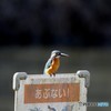 池のパトロール隊