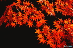 燃える紅葉