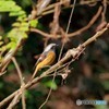 春まで、よろしくね。