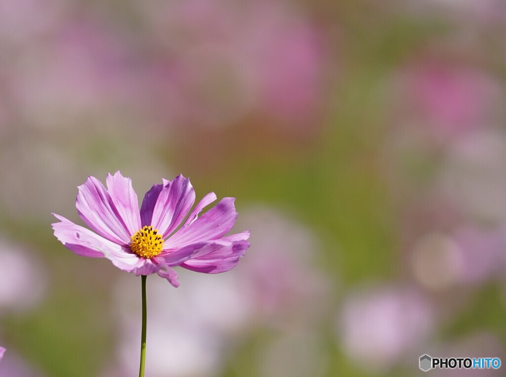 ピンク色の秋桜