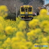 ローカル鉄道の春