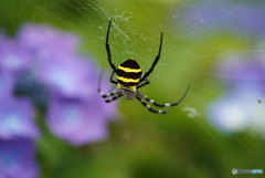 スパイダーマン(?_?)と紫陽花