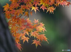 新宿御苑の紅葉