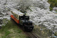 小湊鉄道の春