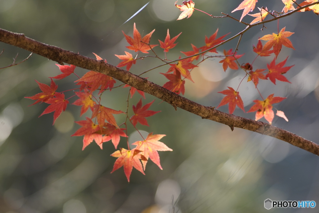 花貫渓谷の紅葉