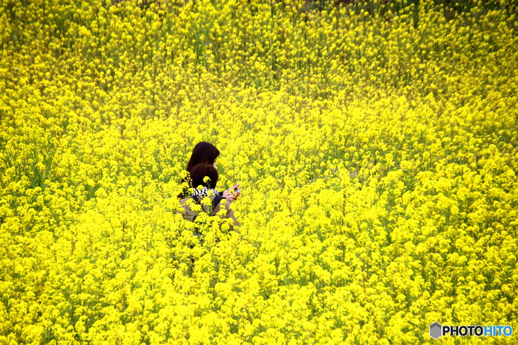 菜の花畑で告白？ 返事はメールで！