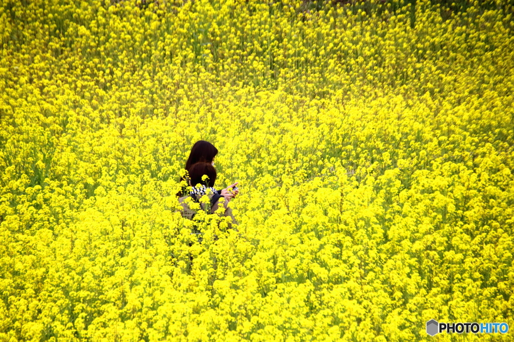 菜の花畑で告白？ 返事はメールで！