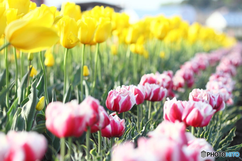 並んだ 並んだ チューリップの花が