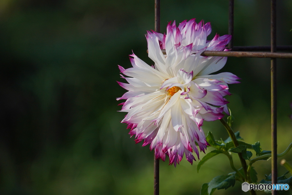 晴れが似合う素敵な花