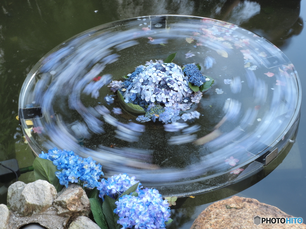 茨城県　天引観音の紫陽花