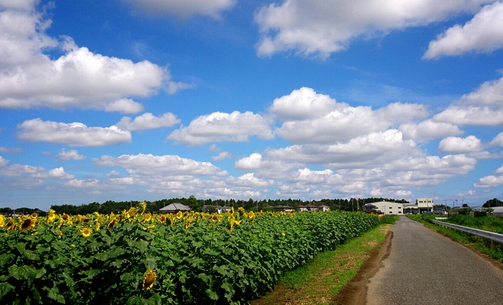 ひまわりと夏の空