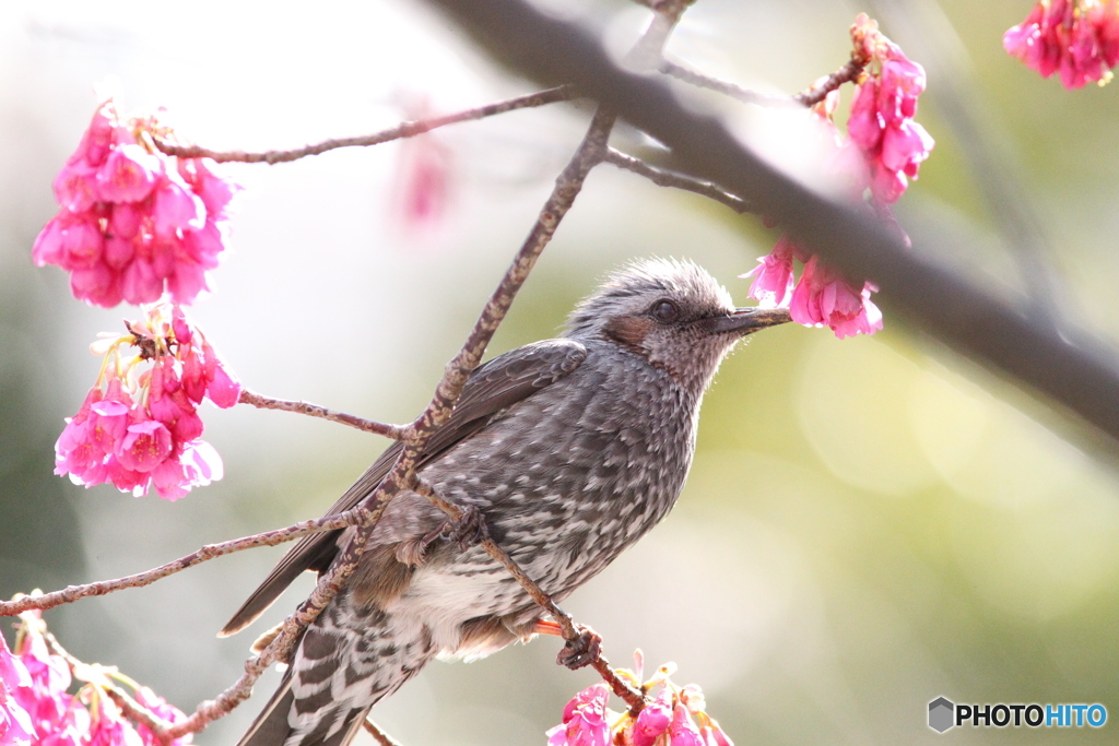 ヒヨドリのお花見