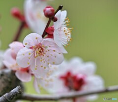 小鳥さん、ここに留まれ