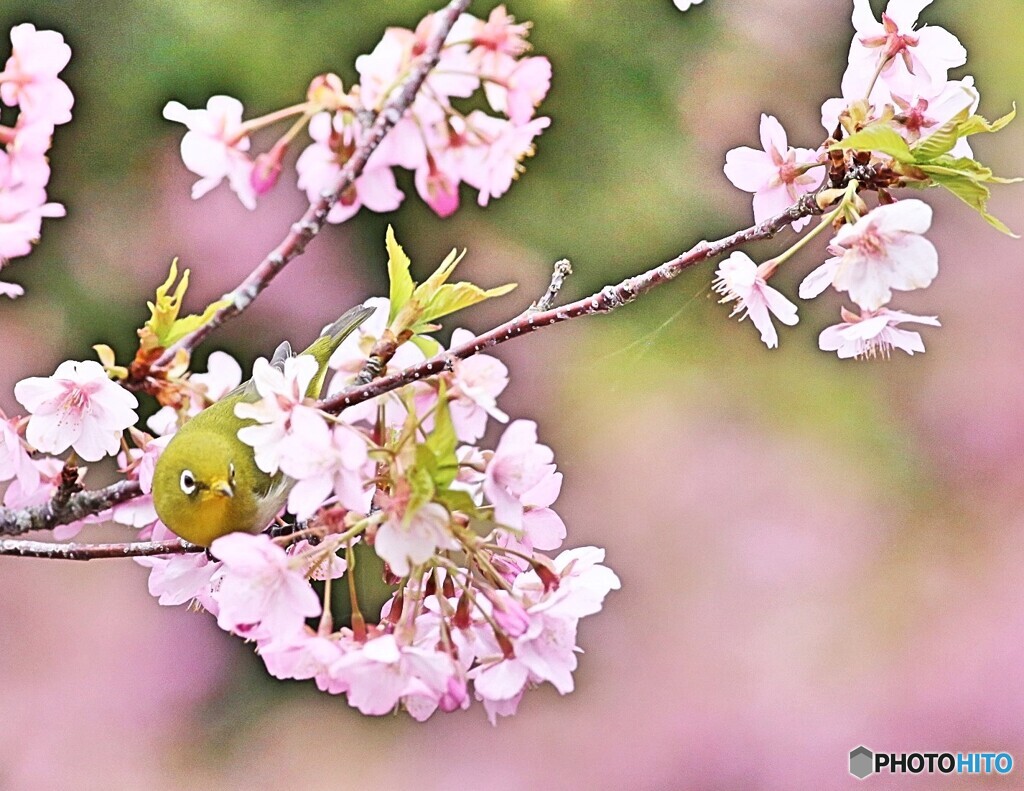 サクジロー　河津桜