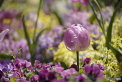 春色の花壇