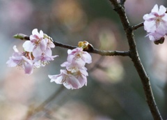 桜♪サクラ♪♪  さくら♪♪♪   春が来た！