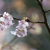 桜♪サクラ♪♪  さくら♪♪♪   春が来た！
