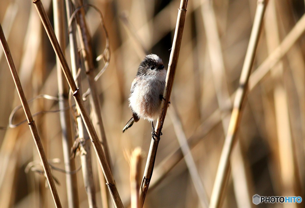 この仕草は鳥籠に入れたい♪