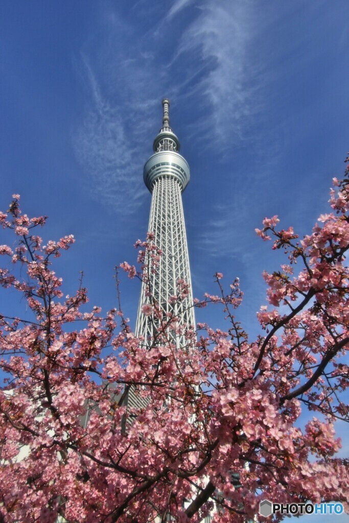 東京に咲く河津桜
