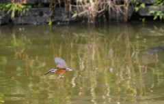 どれにしようかな～♪小魚が沢山！