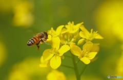 こっちの花の方が蜜いっぱいあるなー。