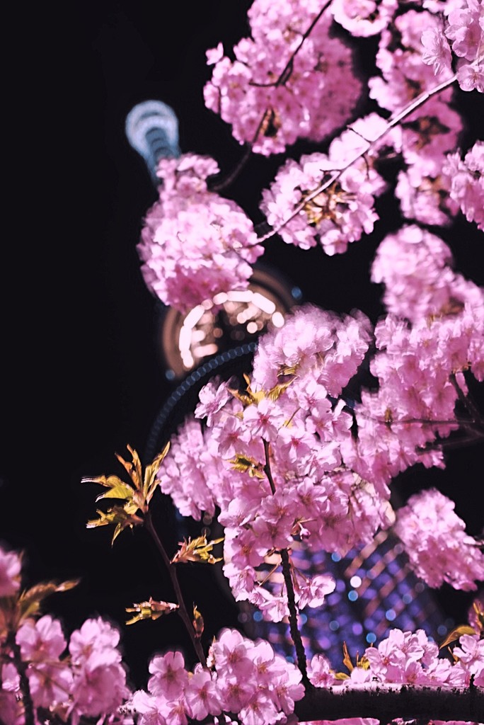 満開の河津桜と東京スカイツリー