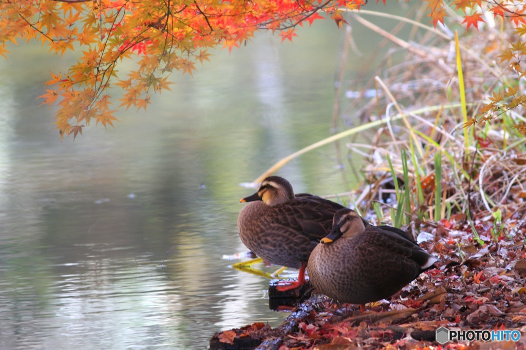 紅葉狩り