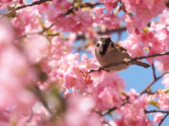 河津桜と雀