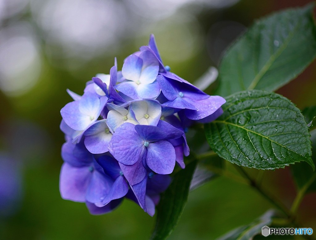 日本寺の紫陽花　ブルー