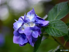 日本寺の紫陽花　ブルー